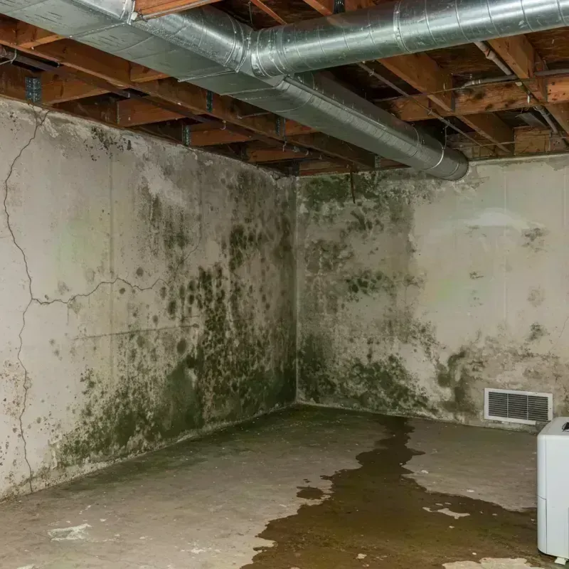 Professional Mold Removal in Christopher, IL